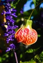 Abutilon Chinese Lantern Flowering Maple Plants Royalty Free Stock Photo